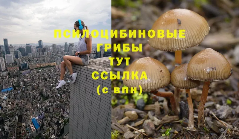 Псилоцибиновые грибы MAGIC MUSHROOMS  Губкин 